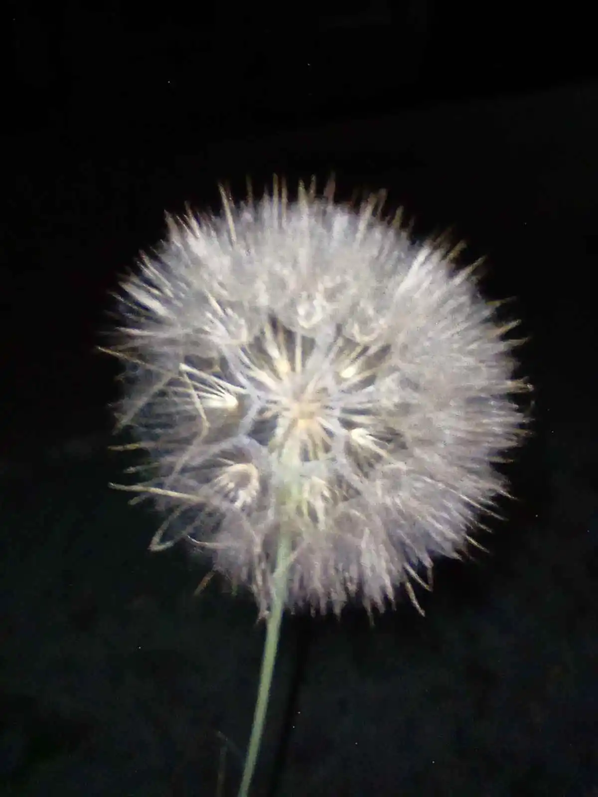 dandelion