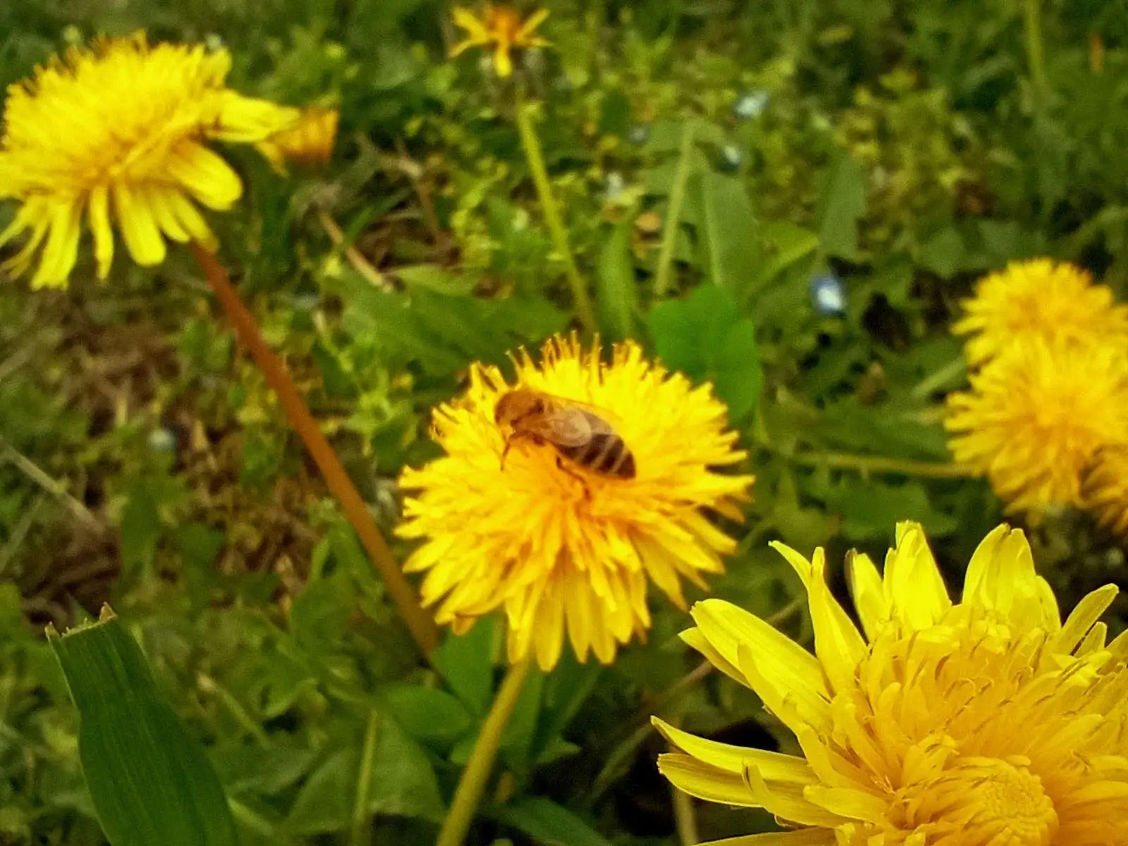 bee on a flower